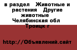  в раздел : Животные и растения » Другие животные . Челябинская обл.,Троицк г.